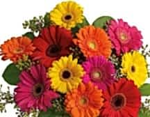 gerbera csokor