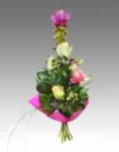 Curcuma
