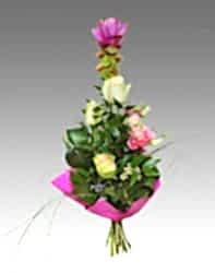 Curcuma
